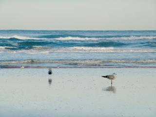 Hampton Inn Daytona Shores-Oceanfront - Daytona Beach - 9
