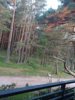 Pušynas prie jūros - Palanga - 8