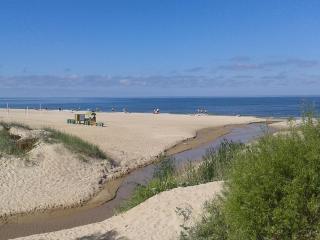Pušynas prie jūros - Palanga - 1