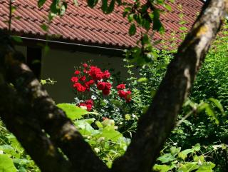 Apartments Marija - Rakovica - 3