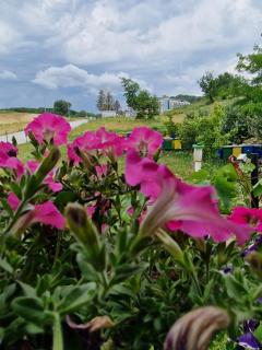 Apartmani Košnica - 5