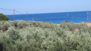 Ελαίας λειμών - Monemvasia - 8