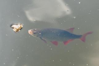 Schwimmpod an der Peene - Anklam - 1