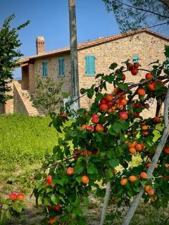 Podere Stabbiatelli - Montenero - 9