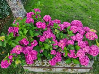 La Fraise - Chaumont-sur-Tharonne - 2