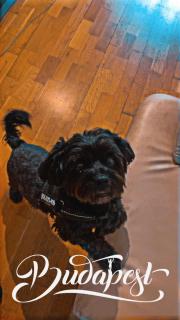 Black Dog Hostel - Budapest - 0