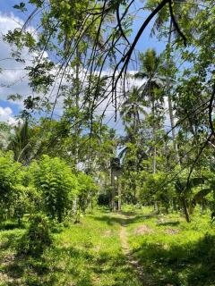Diklande Estate Bungalow - Negombo - 5