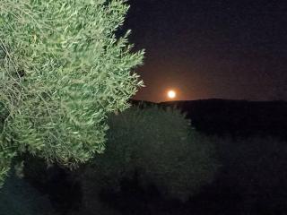 Olive metohi return to nature - - 1