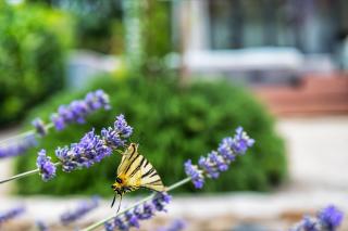 Holiday House de Finis - Sutivan - 5