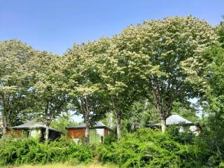 Les Auzerals camping du lac - Rabastens - 9