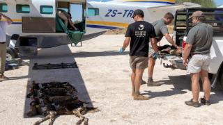 Working with Wildlife Conservation Safari on Khamab Kalahari Reserve - Kirstonia - 7