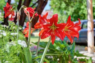 NEW 2024 Apartment Marchesi Vodnjan - Vodnjan - 5