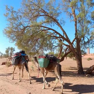 Morocco desert tour - Mhamid - 8