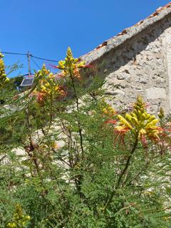 Villa rustica bougainvillea - Maslinica - 6