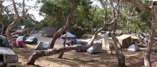 Bimbi Park - Camping Under Koalas - 4