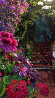 The Secret Garden Maratea - Casa di Elena - Maratea - 9