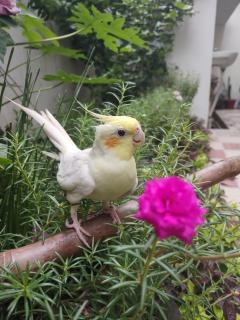 PAARIJAAT Homestay & Guesthouse - Ayodhya - 2