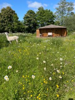 Acorn Glade Glamping - York - 1