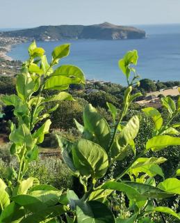 La Strettoia - Caprioli - 9