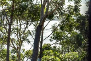 Tallwood Canopy - Narrawallee - 1