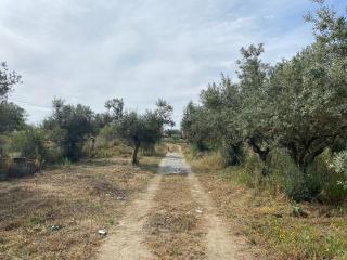Cor de Azeitona - Aldeia do Mato - 7