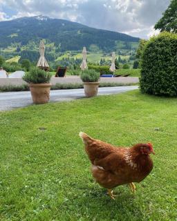 Landhaus Angerhof - Bad Hofgastein - 5
