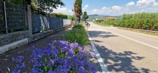 Appartamenti a Bardolino - Bardolino - 3