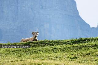 Aspen Alpine Lifestyle Hotel - Grindelwald - 8