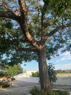 Masseria Helianthus - Ceglie Messapica - 1