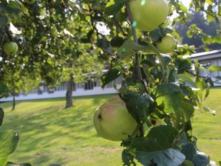 Holiday home Allinge CCLXXVI - Allinge - 4