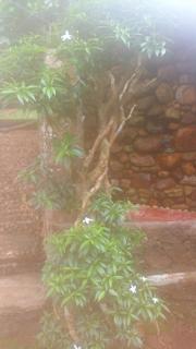 Paddy Field Villa Midigama - 3