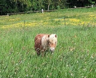 Ferme de Gratteloup - - 3