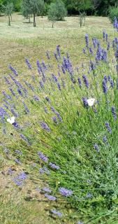 La Casetta di Ross - 3