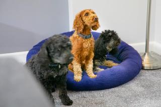 The Coach House Apartment, dog friendly with patio area, Yorkshire Coast Holiday Lets. - Scarborough - 1
