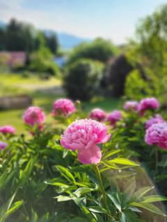 Ferienwohnungen Rodler - Bergen - 1