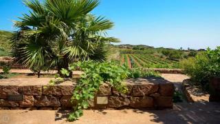 Dammusi Barone - Pantelleria - 9