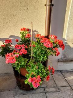 B&B L'arco Fiorito - San Gregorio - 3