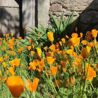 WITERICUS hospedaxe - 1