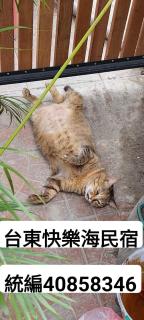 Happy Hi B&B台東縣證號868號 - 8