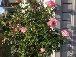 Manni Homestay - Kuressaare - 7
