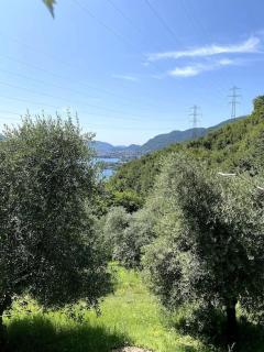 La Dimora Degli Olivi - Galbiate - 5