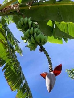 North Shore Garden Studio - 4