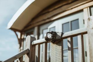 Hornington Manor Luxury Shepherd Huts - York - 5