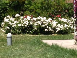 Conero Mare Verde - 5