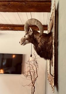 Chalet Sch-l-afbock - 5