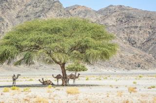 Masra Allam, Egypt - Hotel Apartment - 8