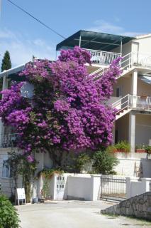 "Azzurra Apartments - Molunat - 9