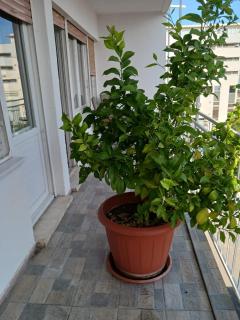 Room with private toilet and terrace in city center in shared apartment - Split - 8