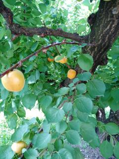 Les Abricots - Tarascon - 4