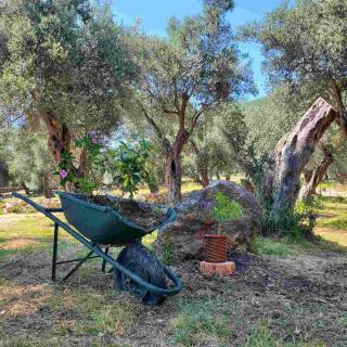 Coratina Cottage - Ulcinj - 8